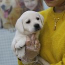 마음이 강아지~ 귀여움과 순둥순둥한 성격의 래브라도리트리버 분양♥ 이미지