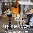 동빵제주동문