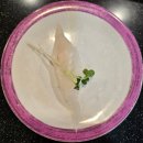 고엔스시 | 당진스시 맛집 찾는다면? 읍내동 초밥맛집 고엔 초밥 후기