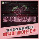2021 양평농촌나드리 딸기체험원정대 참가자 모집안내&gt;_1주차