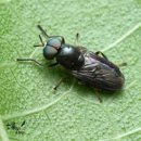 창녕동애등에 이미지