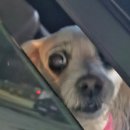 청산엄마네손두부 이미지