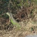 이구아나 이미지