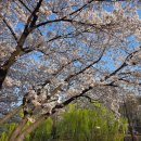 감성족발 | [부평구청 맛집] 굴포천 벚꽃 구경 후 즐기는 '야다보쌈족발' 야장 감성 후기