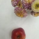 청연사과