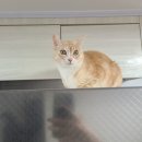 [공지] [Diary] 2021 레지나의 [공지] January 일상 (코딩작품 , 내돈내산 등)