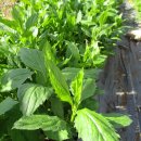 부지깽이 이미지