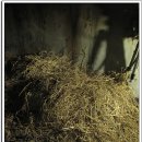 오양짚불곰장어 이미지