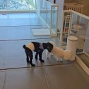 웰리스 동물병원 | 중계동 강아지유치원 [웰리스 동물병원] 넘 좋아요~