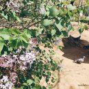 비둘기미용실 이미지