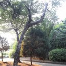 갈월서로 이미지