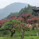 담서원 | 실시간 안동 병산서원 배롱나무꽃 개화 상황! 비 갠 뒤 운해 가득한 7월의 서원 출사 후기