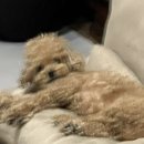 몽뚜루 | 봉담 강아지 미용] 몽뚜루/가위컷 전문,반려견 미용