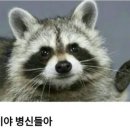 매일사과