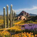Sonoran Desert in Arizona 😍 이미지
