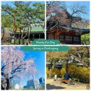 덕수궁 봄 산책, 아이와 함께 걷는 벚꽃 가득한 하루