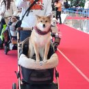 다온펫# | 2025 일산 케이펫페어 첫날 방문 후기｜현장 분위기 &amp; 득템한 제품 총정리