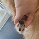 왓츠그루멍 다산 애견미용실 이미지