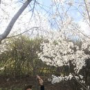 봄나들이 소풍^^ - 하늘공원. 김포들꽃풍경 이미지