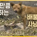 포식자 없는 제주를 점령한 들개. 제주에선 무슨 일이? | 환경스페셜 __ 제주 중산간에 들개 2천여 마리 서식 이미지