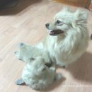 다정이네PC 이미지