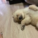 하이바이보호소남양주