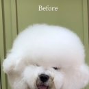 펫살롱 토비몰리 이미지