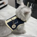 안녕펫(물어보개) | [푸룬] 페르시안 고양이 인식표 : 자세한 정보를 새길 수 있는 물어보개에서 하나뿐인 인식표 제작 후기