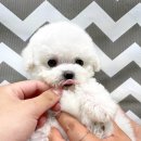 퍼피아이애견 이미지