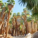 유리팜 | [미국여행] 팜스프링스 인디언캐년스 팜캐년 안드레아스캐년 비교｜코스·난이도·후기 총정리