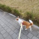 꼬망스펫 이미지