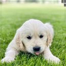 카카오 동물병원 이미지