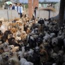 애니멀케어 이미지