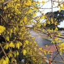 개나리써비스 이미지