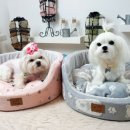 라움펫 네이버블로그