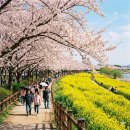 온천천시민공원 영산홍 네이버블로그
