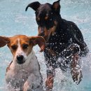 썸바디 독스 이미지