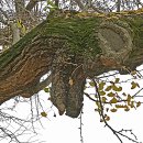 의령 세간리 은행나무 이미지