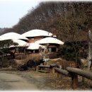 자작나무이야기