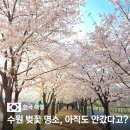 경기도 수원시 장안구 송정로21번길 | 석촌호수 왜 가요? 수원 사람만 아는 숨은 벚꽃 명소 만석공원