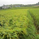 동수농장 이미지