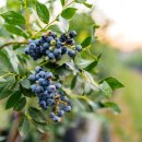 블루베리 이미지