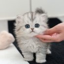 늘곁애라이프온 | 창원고양이분양 페르시안 고양이입양