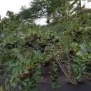 상미농장 이미지