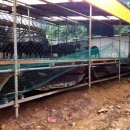 흑염소농장 이미지