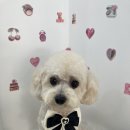 bbodog(뽀독) 이미지