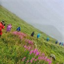 알프스 트레킹 투르드 몽블랑 여행, 레 꽁따민 본 <b>옴므</b> 고개 야생화, 로즈 런드