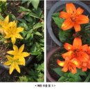 손꽃이뻐