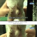 안녕 멍멍아 이미지