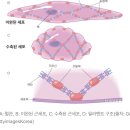 산화질소 평활근이완 무선주파수 팽창러가 뭔말이다 플래그즈야 이미지